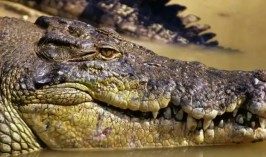 Останки пропавшего австралийского рыбака обнаружили внутри крокодила