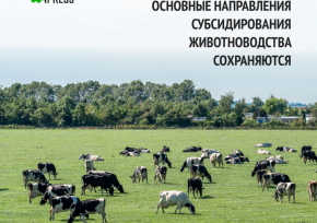Проект новых правил: основные направления субсидирования животноводства сохраняются