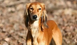 Заявка на признание казахских пород собак подана в Международную кинологическую федерацию