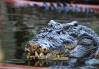 Самому большому крокодилу в мире исполнилось 120 лет