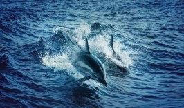 Дельфины напали на людей в Японии