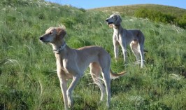 Сегодня вступил в силу Закон РК по вопросам сохранения и воспроизводства казахских пород собак
