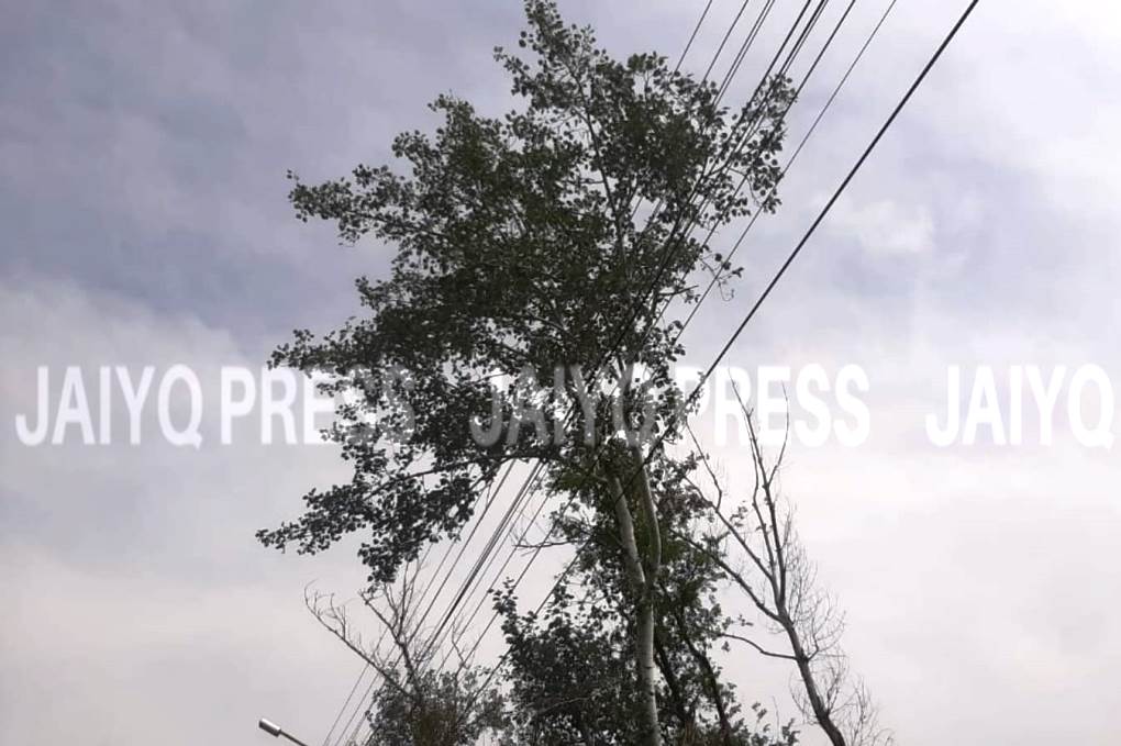 орал агаш (2)