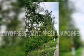 орал агаш (3)