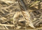 Казахстан стал одним из мировых лидеров по сбору пшеницы