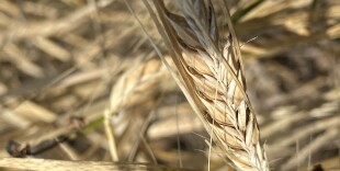 У казахстанских аграриев затоплены зерносклады: хватит ли семян на предстоящую посевную