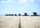 В Казахстане уборочная кампания началась с более высокой урожайностью