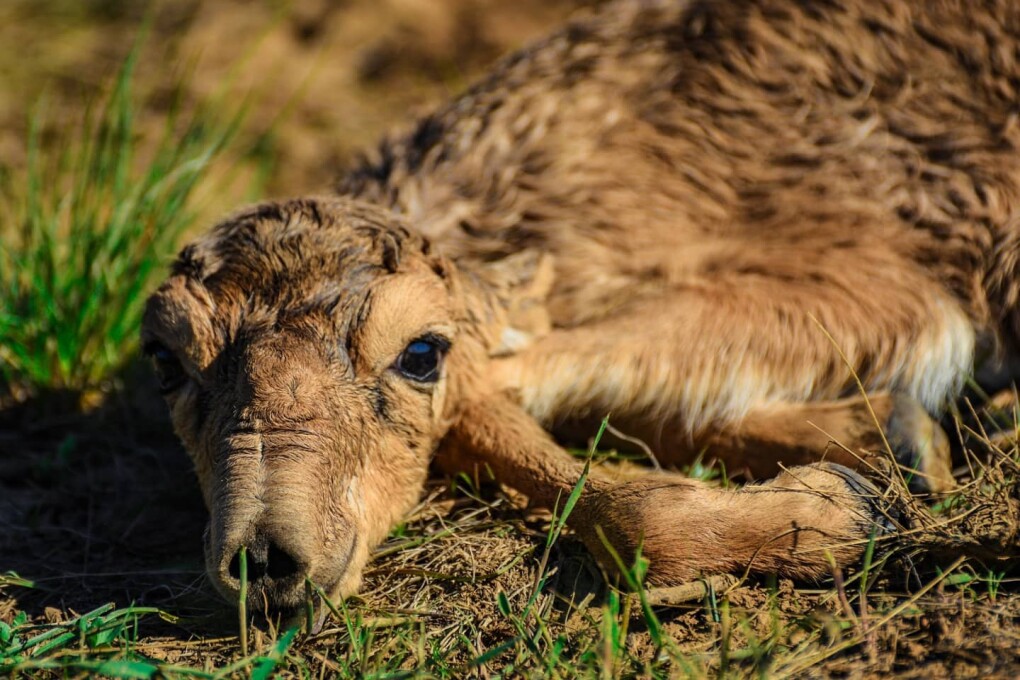 Еркегінің көңілінен шыққан қыздың порно видеосы