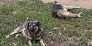 Дети и взрослые все чаще становятся жертвами – президент о проблеме одичавших собак