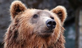 Резкий рост числа нападений медведей выявили в Японии