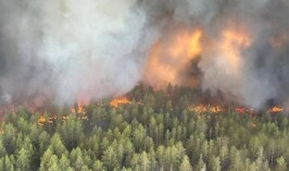 Разряд молнии: генпрокуратура озвучила причину лесного пожара в области Абай