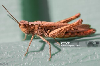 Closeup of common field grasshopper (Chorthippus brunneus)