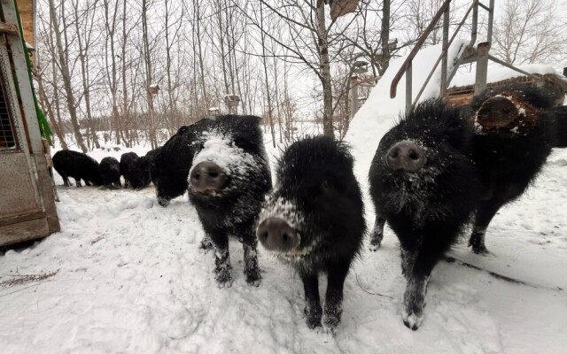 Жители ЗКО приручили диких кабанов