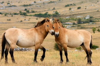 65e0585d6eae1229264905