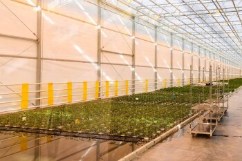 теплица жп бектенов