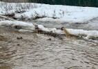 В Чингирлау произошел перелив талой воды через трассу Чингирлау - Аксай