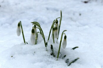 snowdrop-244994_1280