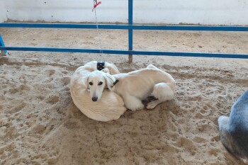 тазы собаки (1)