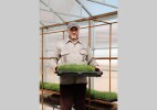 Гидропоника – выращивание без грунта
