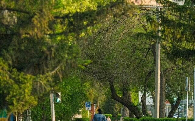 Вопросы озеленения города рассмотрели в Уральске