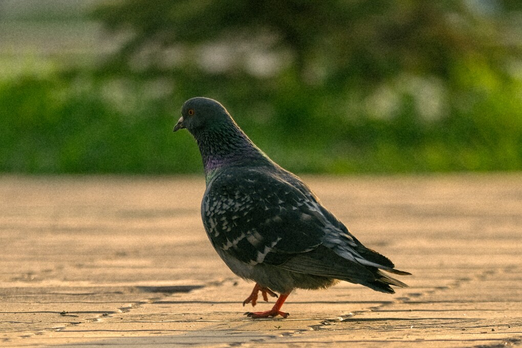 орал-фото-коктем-_7_ — копия