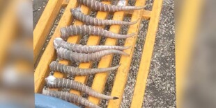 Полицейские изъяли 12 рогов сайги у жителя ЗКО