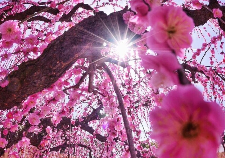 Сперматозоидтарды тасымалдау процесі