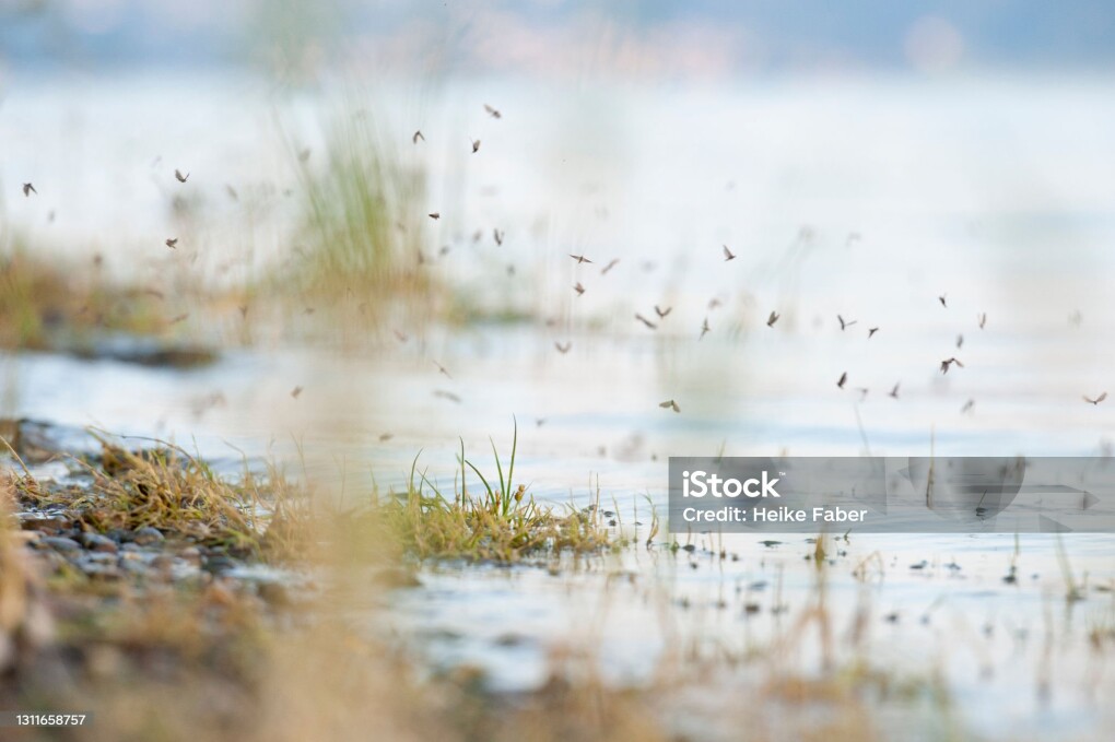 Many small insects cavort on the lakeshore of Lake Constance