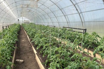 теплица - Ильяс Хайрушин (1)