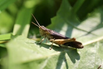 grasshopper-6570181_1280