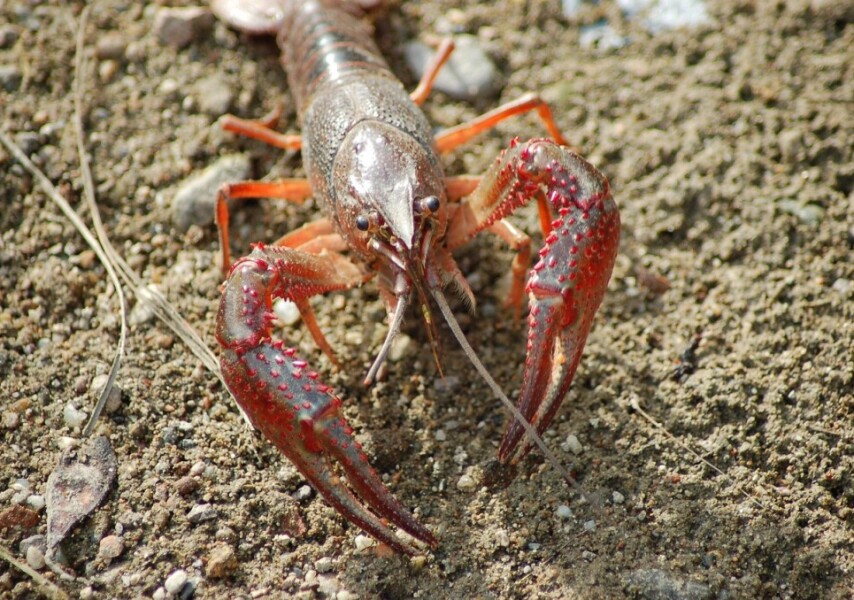 Анальный порно видео онлайн