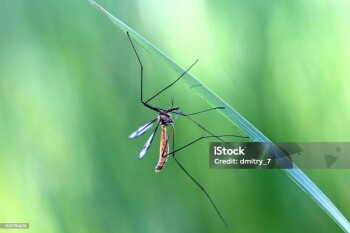 Mosquito