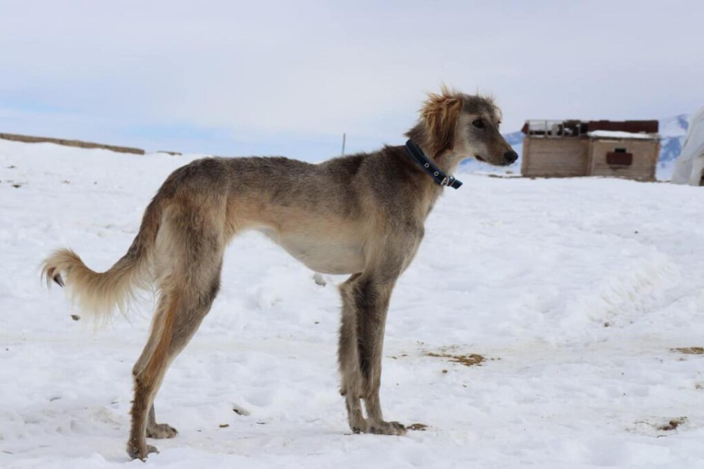 62832ede5c87393305a99c78dca5b824_1280x720