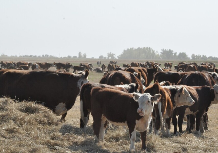 Жатақханадағы жалаңаш әйелдердің жасырын камерасы