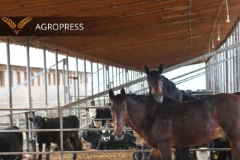 5e8811923994612443fc592e3885cc8d_1280x720_edit_489252955686072