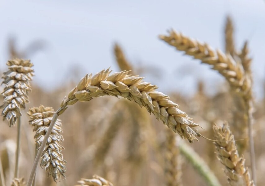 Эротикалық және порнографиялық бейнелер