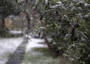 A closeup shot of a tree branch in a snowy weather