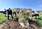 За последние три года в Уральске высадили свыше 28 тысяч деревьев
