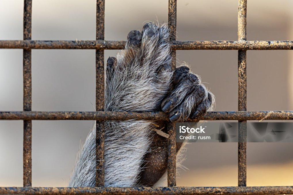 istockphoto-2176139038-2048x2048