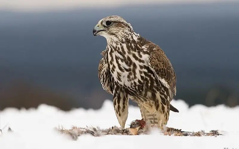 4ddc4a52-6e2d-4834-aae9-42aa973abf09