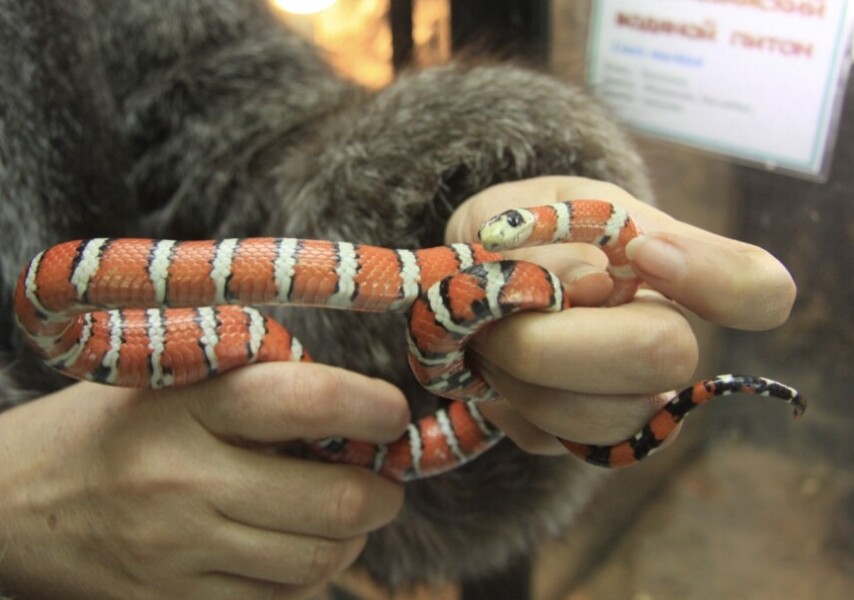 Жігітті жалау онлайн видео