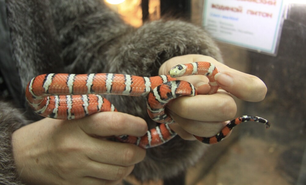 Подольсктегі үйдегі эротикалық массаж