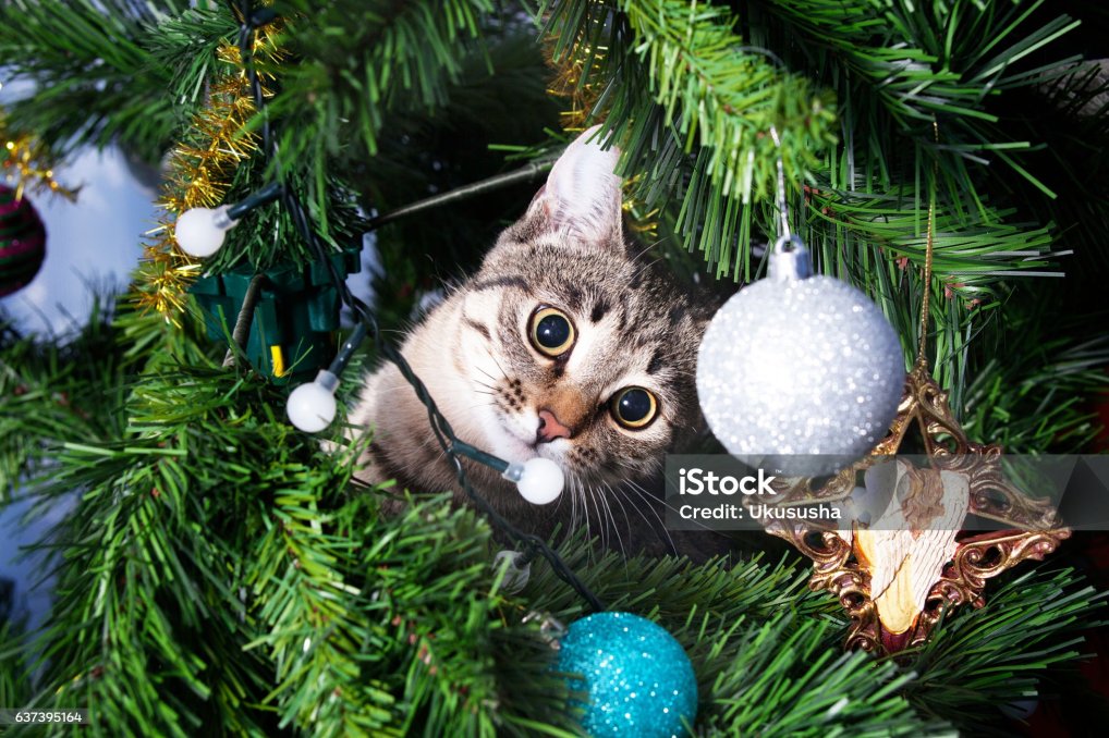 istockphoto-637395164-2048x2048