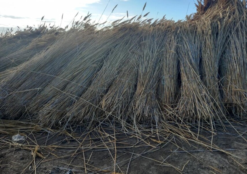 Ең сексуалды спорт жанкүйерлері