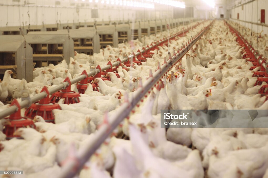 Chicken farm, poultry production,domestic animal feeding