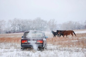 мамандар галереясы мал шаруа (10)
