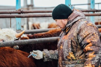 мамандар галереясы мал шаруа (14)