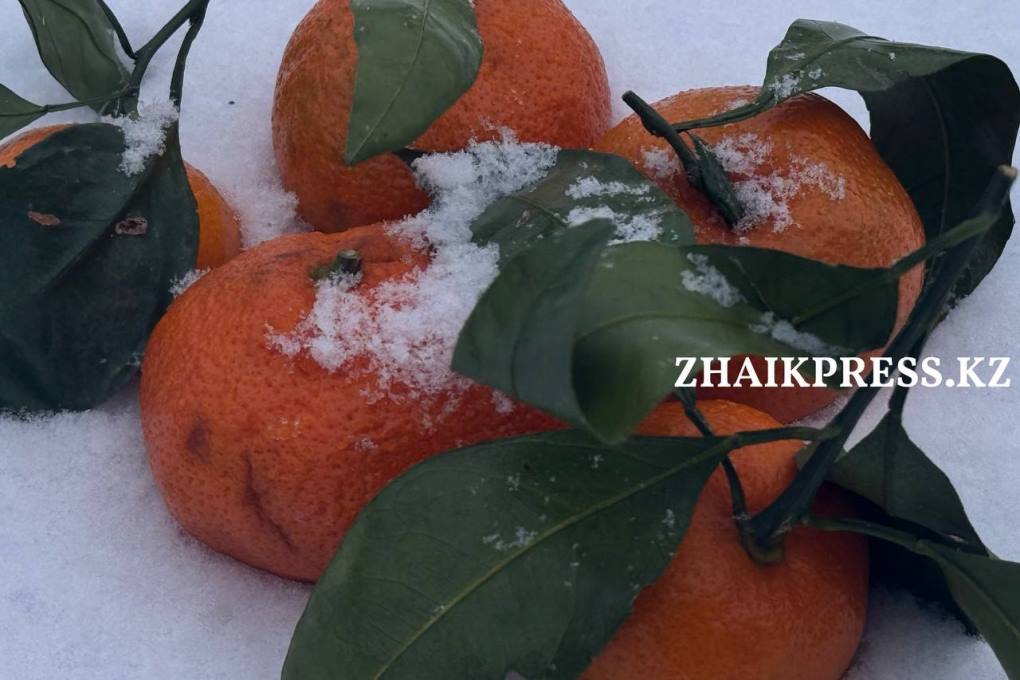 жп мандарин