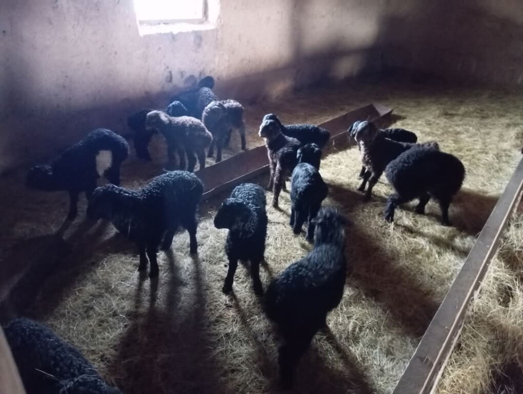 FB_IMG_1738842434414