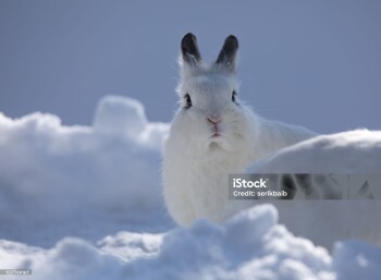 cute white bunny in the snow